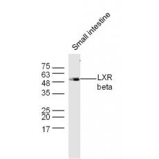 Anti-LXR beta antibody