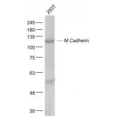 Anti-M Cadherin antibody