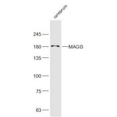 Anti-MAGI3 antibody