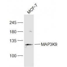Anti-MAP3K9 antibody