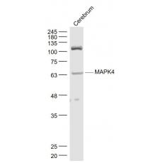 Anti-MAPK4 antibody