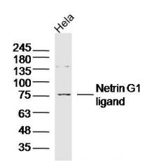 Anti-Netrin G1 ligand antibody