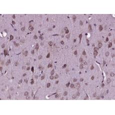 Anti-Neurabin 2 antibody