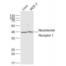 Anti-Neurotensin Receptor 1 antibody