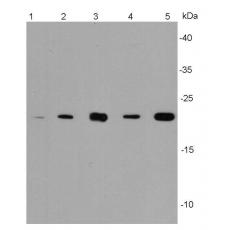 Anti-BAX antibody