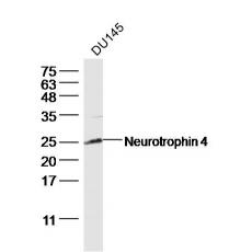 Anti-Neurotrophin 4 antibody