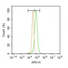 Anti-NFkB Inducing Kinase NIK antibody