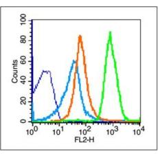 Anti-NKG2D antibody