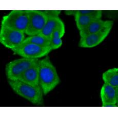 Anti-Methyltransferase-like 26 antibody