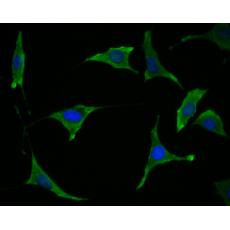 Anti-Tmem248 antibody