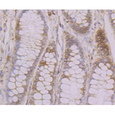 Anti-Calnexin antibody