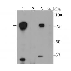 Anti-HEC1 antibody