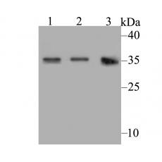 Anti-Connexin-32 antibody