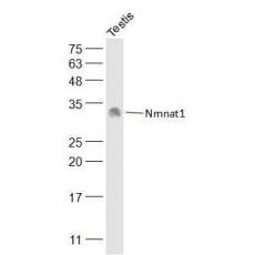Anti-Nmnat1 antibody