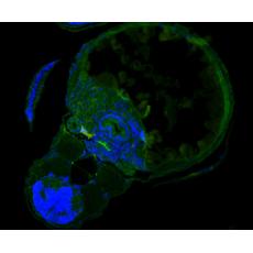 Anti-SEL1L antibody