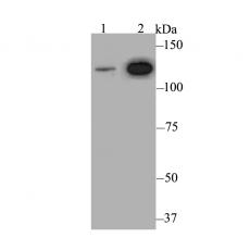 Anti-Rad21 antibody