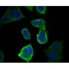 Anti-Cytokeratin 19 antibody