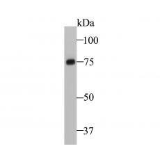 Anti-Pannexin 2 antibody