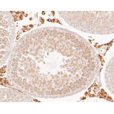 Anti-Rice Os01g0847700 protein antibody