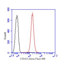 Anti-CD163 antibody