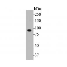 Anti-DOG1 antibody