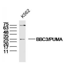 Anti-BBC3/PUMA antibody