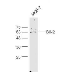 Anti-BIN2 antibody