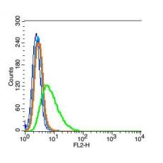 Anti-BSX antibody