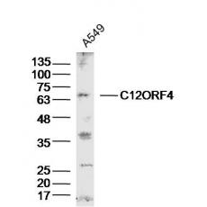 Anti-C12ORF4 antibody