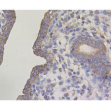 Anti-Connexin 45 / GJA7 / Cx45 antibody