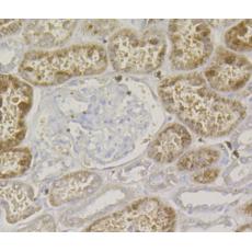 Anti-Lysozyme antibody