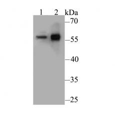 Anti-CD4 antibody