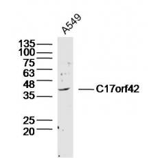 Anti-C17orf42 antibody