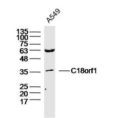 Anti-C18orf1 antibody