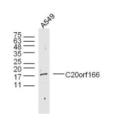 Anti-C20orf166 antibody