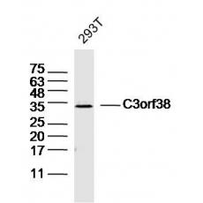 Anti-C3orf38 antibody