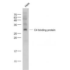 Anti-C4 binding protein antibody
