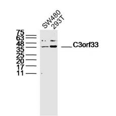 Anti-C3orf33 antibody