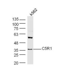 Anti-C5R1 antibody