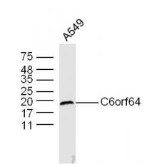 Anti-C6orf64 antibody