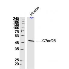 Anti-C7orf25 antibody