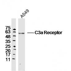 Anti-C3a Receptor antibody