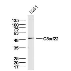 Anti-C5orf22 antibody