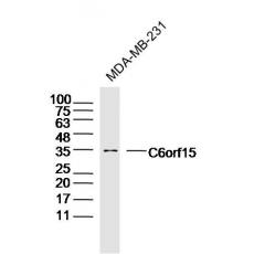 Anti-C6orf15 antibody