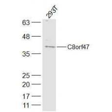 Anti-C8orf47 antibody