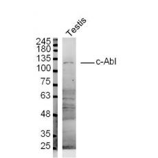 Anti-c-Abl antibody