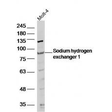 Anti-Sodium hydrogen exchanger 1 antibody