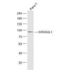 Anti-SPATA5L1 antibody