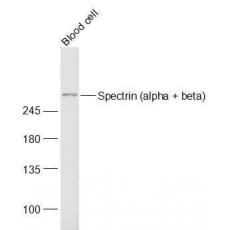 Anti-Spectrin (alpha + beta) antibody
