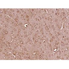 Anti-SPIN4 antibody
